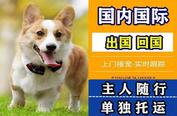徐州市宠物托运公司徐州市宠物托运公司徐州市宠物托运公司