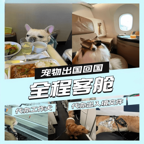 徐州市宠物托运到白俄罗斯宠物入境规定和要求